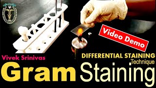 Staining technique in microbiology Gram staining [upl. by Aihseuqram]