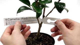 How to Printing Self Tie Loop Lock Labels for Plants [upl. by Anaele]