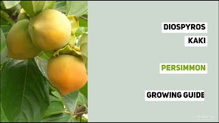 Diospyros kaki Persimmon Growing Guide by Gardeners HQ [upl. by Vladimar]