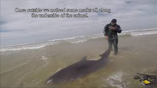 Fisherman saves stranded Dolphin porpoise [upl. by Louls75]