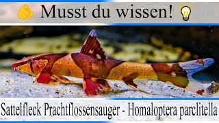 Haltungsbedingungen und Infos zu Sattelfleck Prachtflossensauger Homaloptera parclitella Aquarium [upl. by Ahsilrak]