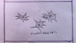 how to draw platelet blood cellplatelet blood cell drawingdraw platelet blood cell [upl. by Ondrej110]