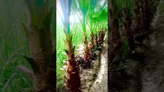 Washingtonia palm plants youtubeshorts trandingshort viralvideo bismillah nursary [upl. by Turnbull]