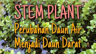 UPDATE Perubahan Stem Plant Daun Air ke Daun Darat [upl. by Esserac130]