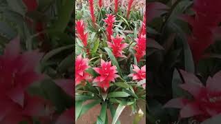 Guzmania Plant Care Tips The Bromeliad With The Vibrant Star Shaped Flower shortsvideos [upl. by Neale]