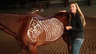 Saddle Fitting Proper Way to Fit a Horse  Burns Saddlery Horse Saddles Western Saddle Saddlery [upl. by Anna]