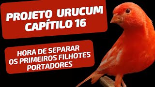 PROJETO URUCUM  CAPÍTULO 16  HORA DE SEPARAR OS PRIMEIROS FILHOTES DE PORTADORES [upl. by Bee]