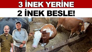 3 İnek Yerine 2 İnek Besle [upl. by Welcy]