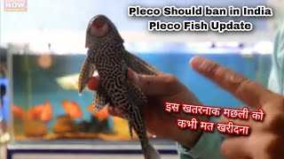 Pleco Fish Should Ban in India  Shocking truth about Plecomos  Pleco Fish update [upl. by Lilahk]