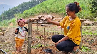 Harvesting wild vegetables to sell Make trellises for tomatoes and melons [upl. by Einahpit]