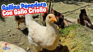 🐥 Cruce de Gallo Criollo con Gallina Ponedora 🐔🐓 Los Pollitos con 3 Meses [upl. by Yardna965]