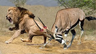 Gemsbok Bravely Attacks Herd Lion With Horns To Rescue His Teammates Lion Vs Gemsbok Antelope [upl. by Freberg]