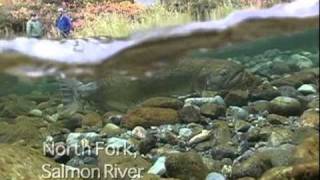 Klamath River Spring Chinook [upl. by Asabi]