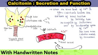 Calcitonin  Secretion and Function [upl. by Erasmus]