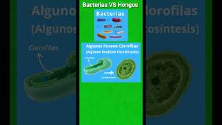 Diferencias entre Bacterias VS Hongos biología [upl. by Venetis]