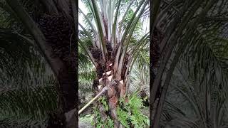 Tallest tree 🌴 harvest ytshortsvideo harvesting foryou shorts viralshort [upl. by Caswell]