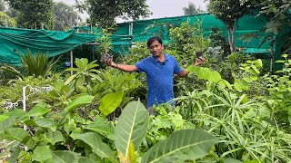 100 Rare Plants Varieties 😱 एक से बढ़कर एक दुर्लभ पौधे घर बैठे मँगाए 🪴🍃 All India Shipping [upl. by Odnanref]