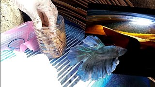 How to culture infusoria  Simple live food culture for growing betta fry [upl. by Parrie]