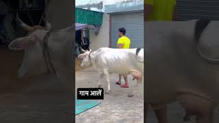 Jay Gau Mata 🐄 diler orr kehar kharkiya new video shortvideo jaygaumatashorts trendingshorts [upl. by Aicirtel]