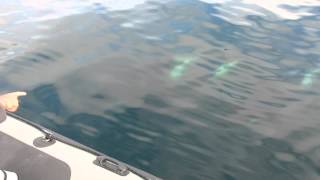 Humpbacks Chase Killer Whales Right Under Our Boat 8242014 [upl. by Dnomde73]