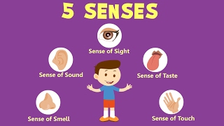 Human Sense Organs  Learn about five Senses [upl. by Evers]