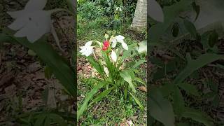 Finding colored egg and millipede pill🥚🧡🥚egg eggs viralvideo [upl. by Davide246]