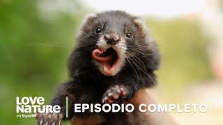 Enseñándole al VISÓN bebé 🚒 Rescate Urbano de Animales EP 4🧑‍🚒🎥 Documental Completo [upl. by Yralam208]