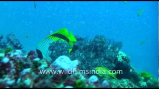 The Butterfly Fish Chaetodon auriga [upl. by Krueger]