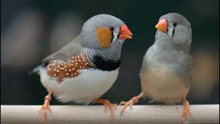 Zebra finch Aviary  keeping Zebra Finches cage size with exercise [upl. by Chiaki425]