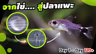 ดูแลไข่ปลาแพะ อนุบาลลูกปลา  Corydoras Hastatus Eggs To Adults [upl. by Graeme]