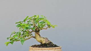 Bonsai Ligustro Sinense 6 Anos Masterpiece [upl. by Leontine]