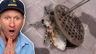 MASSIVE DRAIN FLY INFESTATION How to get rid of drain fliesFOR GOOD [upl. by Bernette]