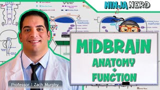 Neurology  Midbrain Anatomy amp Function [upl. by Rutan]