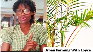 Urban Farming With Loyce [upl. by Ades]