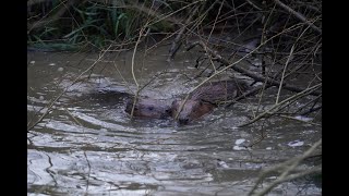 Enfield Beavers Update March 2023 [upl. by Leakcim503]