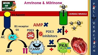 PDE3 Inhibitors MOA Cardiotonic Inhibits Platelet Aggregation Adverse effects [upl. by Aeel]