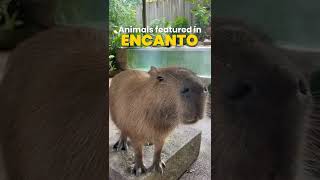 Animals featured in Encanto [upl. by Yecram]