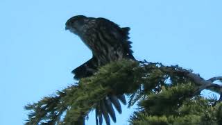 012324 Black Merlin Falcon Kent Wa 6950159 [upl. by Domela]