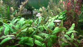 ⟹ PLANTED TANK  75 gallon planted tank  Walstad dirted fish tank [upl. by Waddington]