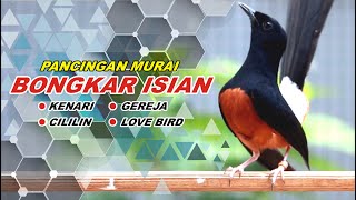 pancingan Burung 08 MURAI BATU GACOR full isian CILILIN kenari GEREJA TARUNG love bird [upl. by Naitsirk]