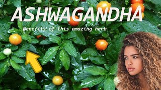 Ashwagandha An amazing herb for crazy Hair Growth [upl. by Danzig]