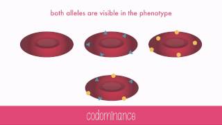 NonMendelian Genetics [upl. by Eicnan]