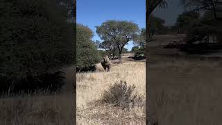 O tanque de guerra da Savana Rinoceronte 🦏❤️ africa namibia okapuka [upl. by Nilauqcaj422]