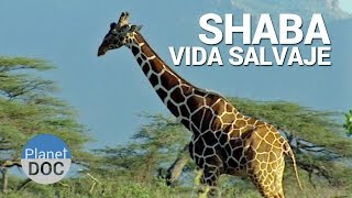 Shaba Vida Salvaje  Naturaleza  Planet Doc [upl. by Saixela]