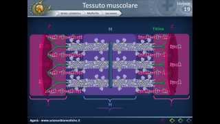 Istologia 19  Muscolare parte 1 [upl. by Lucinda923]