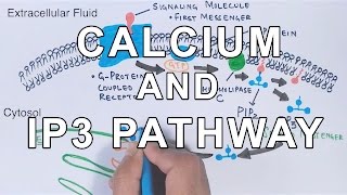 Calcium amp IP3 Pathway [upl. by Aloz287]