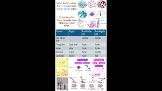 Different between Gram Positive and Negative Stains in Bacteria geneticteacher [upl. by Anipsed]