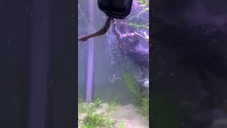 Always wash your driftwood aquarium snailfish aquariumfish [upl. by Elazaro203]