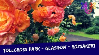 Varázslatos rózsakert a Tollcross Parkban Glasgowban  Csodálatos színek formák virágváltozatok [upl. by Annazus]