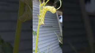 Tomato Hornworm Moth is Destroying My Garden hornworm tomato tomatosauce homegrown pestcontrol [upl. by Maiah620]